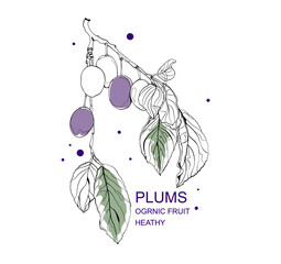 Hand drawn vector illustration natural wallpaper,Plums vector.Fruit Vector background.natural wallpaper