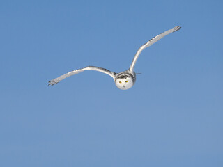 Female Snowy Owl in Flight on Blue  Sky in Winter