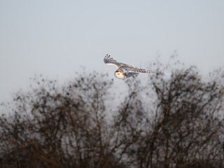 Female Snowy Owl Flying Over  Farmers Field Covered in Snow in Winter against Trees