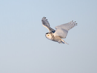 Female Snowy Owl in Flight on Blue Sky in Winter