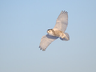 Female Snowy Owl in Flight on Blue Sky in Winter