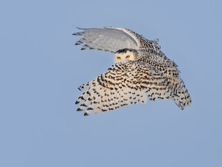 Female Snowy Owl in Flight on Blue Sky in Winter