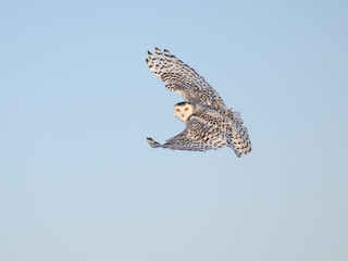 Female Snowy Owl in Flight on Blue Sky in Winter