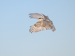 Female Snowy Owl in Flight on Blue Sky in Winter