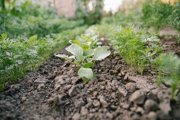 Green leaves on garden beds in the vegetable field. Gardening background with green Salad plants in the open ground