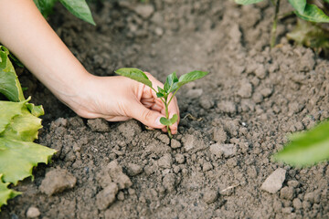 Working in the organic vegetable garden, taking care of young seedlings and transplanting young plants into the garden soil.