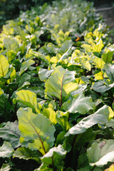 A row of young shoots of red beet. Agricultural beet plantation in the morning.