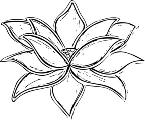 Lotus