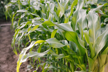 Maize seedling in agricultural garden, Growing Young Green Corn Seedling