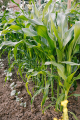 Maize seedling in agricultural garden, Growing Young Green Corn Seedling