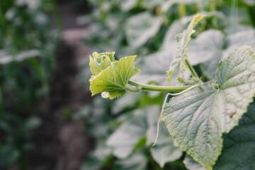 The flowering plant is a cucumber. A yellow flower on a background of green leaves and stems. Growing cucumbers
