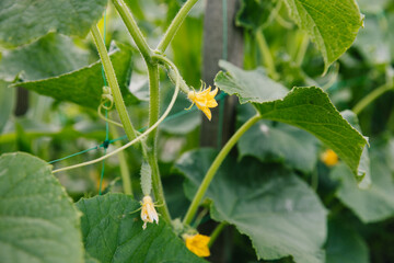 The flowering plant is a cucumber. A yellow flower on a background of green leaves and stems. Growing cucumbers