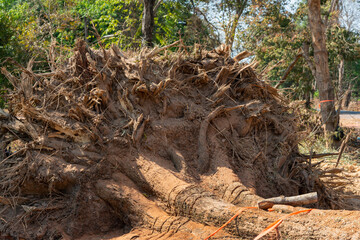 Dig  a tree  root  Fallen tree. Torn tree root. a torn tree with roots from under the ground lies on the ground in leaves. trees are getting brutally killed and torned apart trashing the roots, branch