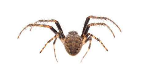 Walnut orb-weaver spider isolated on white background, Nuctenea umbratica male