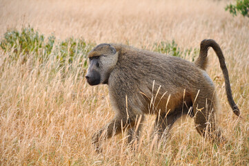 Safari in the African savannah. Baboon.
