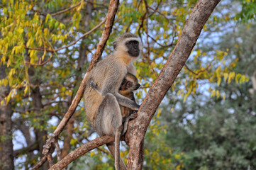 Safari in the African savannah. A monkey with a cub sits on a tree.