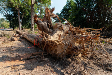 Fototapeta premium Dig a tree root Fallen tree. Torn tree root. a torn tree with roots from under the ground lies on the ground in leaves. trees are getting brutally killed and torned apart trashing the roots, branch