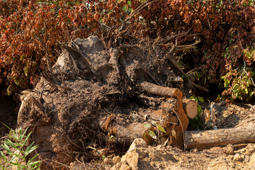 Dig  a tree  root  Fallen tree. Torn tree root. a torn tree with roots from under the ground lies on the ground in leaves. trees are getting brutally killed and torned apart trashing the roots, branch