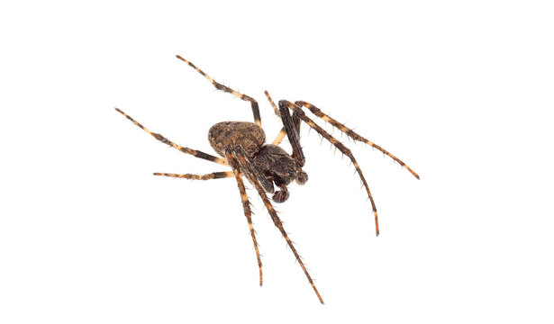 Walnut orb-weaver spider isolated on white background, Nuctenea umbratica male