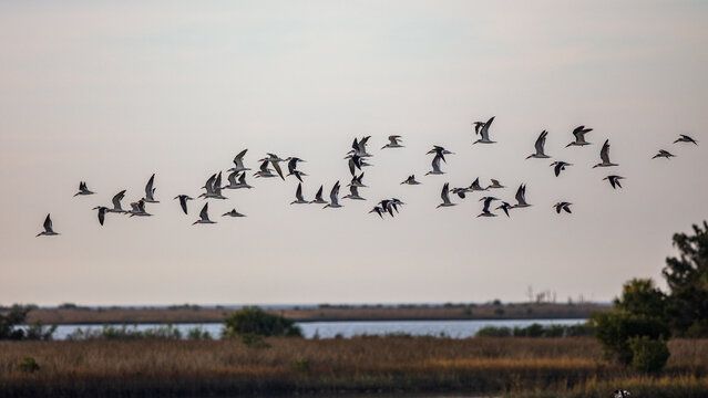 Black Skimmers on Gulf of Mexico
