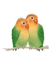 A cute couple of lovebirds. Parrots.