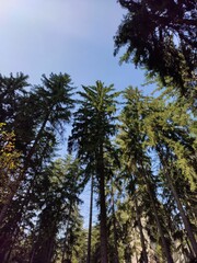 Obraz premium A green forest