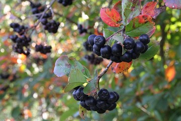 chokeberry twigs, dark and sour chokeberry fruits, green leaves, fruit bush, fruiting plant