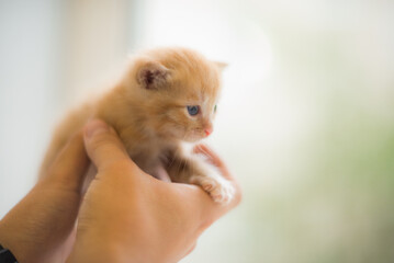 very small kittens who have recently opened their eyes