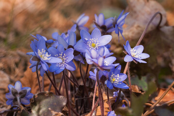 blue flowers in the forest.Hepatica nobilis, commonly known as trinity herb, is a small spring herbaceous plant belonging to the Ranunculaceae family, native to continental Europe and Siberia.