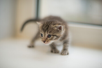 very small kittens who have recently opened their eyes