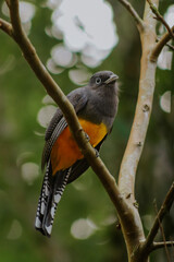 red headed woodpecker