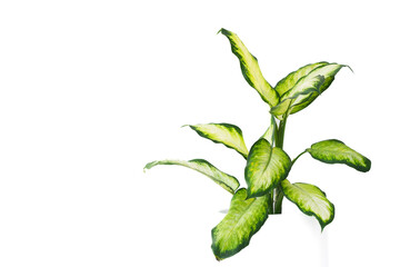 Aglaonema plant or chinese evergreen on white background.