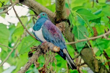 The common wood pigeon Columba palumbus is a large species in the dove and pigeon family Columbidae, native to the western Palearctic.
