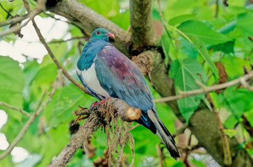 The common wood pigeon Columba palumbus is a large species in the dove and pigeon family Columbidae, native to the western Palearctic.