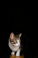 Fototapeta na wymiar pet cat adopted at home on black background