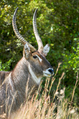 Waterbuck Bull, Pilanesberg National Park