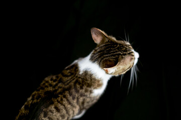 pet cat adopted at home on black background
