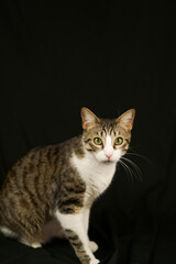 Obraz premium pet cat adopted at home on black background