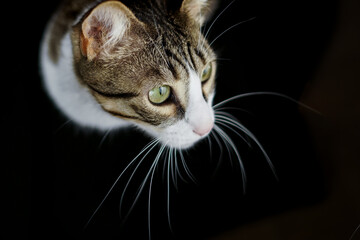 pet cat adopted at home on black background