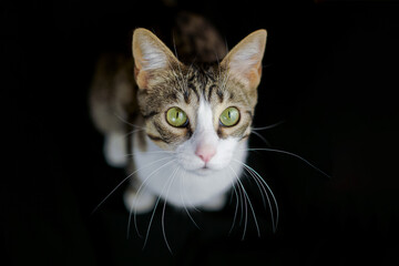 pet cat adopted at home on black background