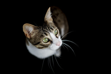 pet cat adopted at home on black background