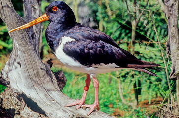 Oystercatcher