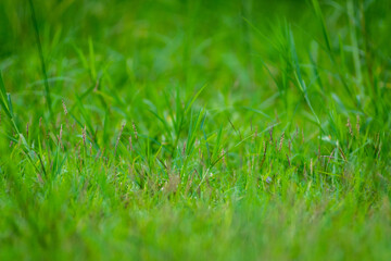 Green grass on natural light background.