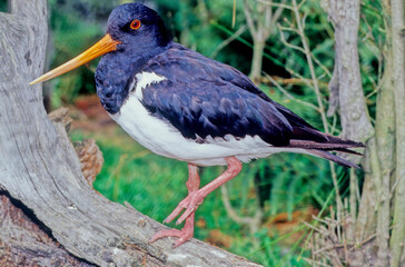 Oystercatcher