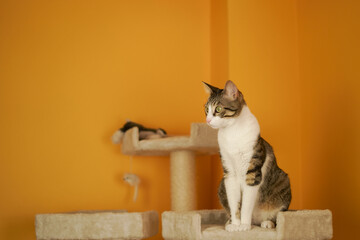 pet cat adopted at home playing on a scratching castle