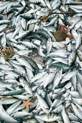 Obraz premium peche en mer