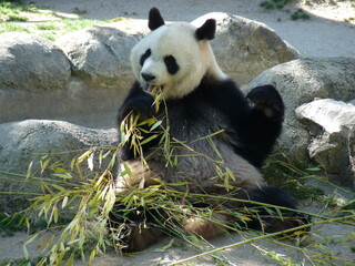 A cute adult giant panda eating bamboo sitting on rocks - photo