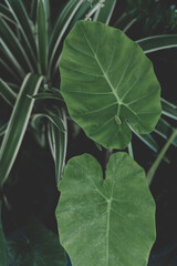 Elephant ear plant on natural background.