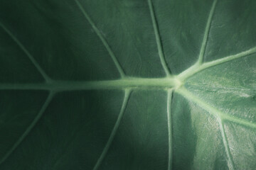 Elephant ear plant on natural background.