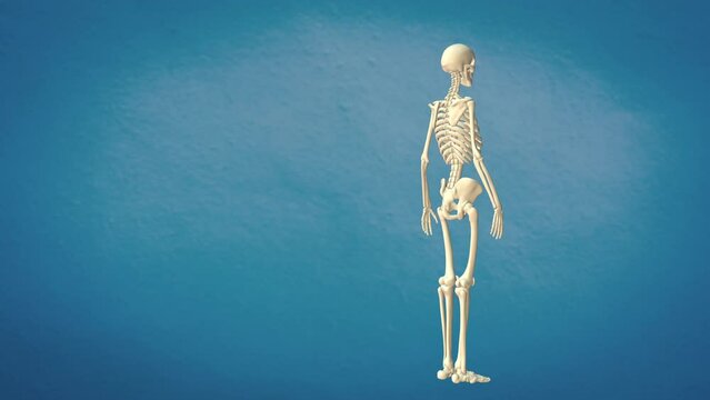 Human skeleton 360 loopable animation